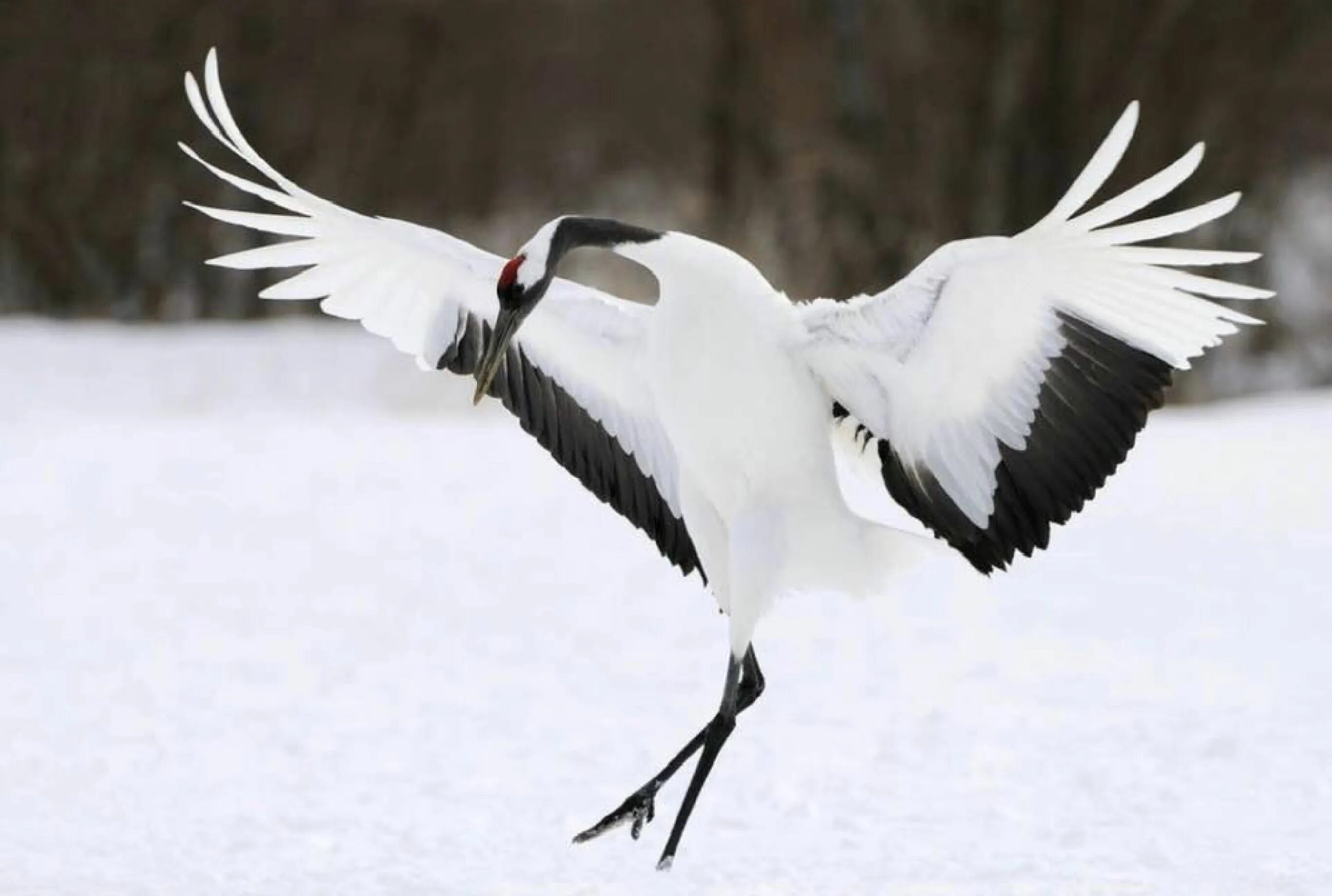 Без слов журавль. Японский уссурийский журавль. японские журавли. маньчжурский журавль. журавль фото.