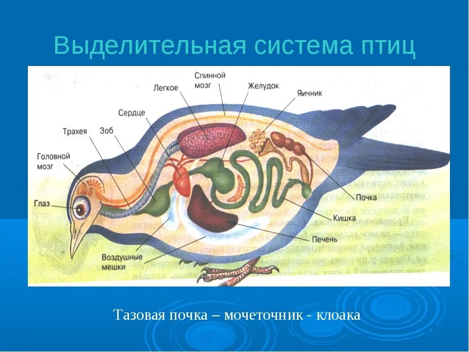 Охарактеризуйте особенности строения органов размножения птиц. Внутреннее строение птиц выделительная система. Строение внутренних органов птиц. Выделительная система. Выделительная система птиц 7 класс. Схема строения выделительной системы птиц.