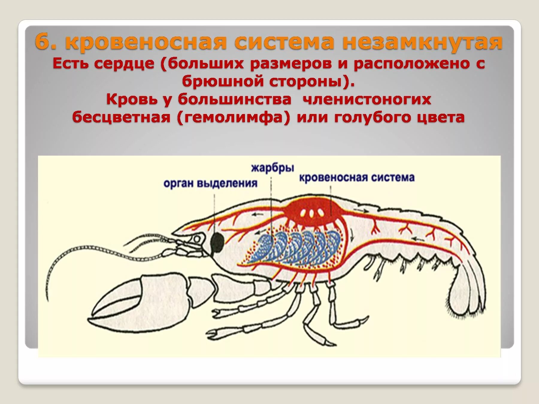 У каких беспозвоночных животных замкнутая кровеносная система. Кровеносная система членистоногих. Незамкнутая кровеносная система. Не замнукнутая кровеносная система. Ровеносная система незамкнута.