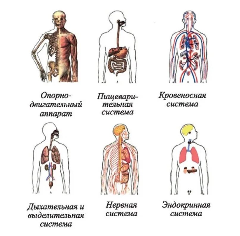 Организм человека системы органов человека. Системы органов человека схема 8 класс биология. Пищеварительная дыхательная и кровеносная система человека. Системы органов организма человека таблица.
