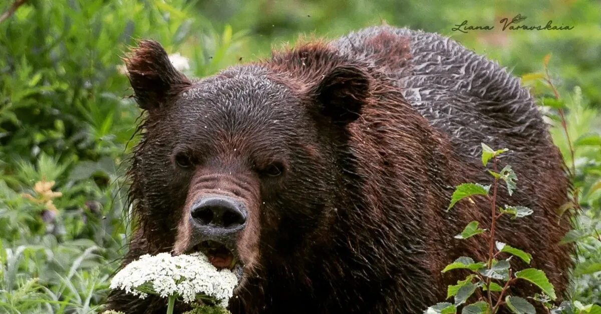 European brown bear featuring bear, brown, and forest Brown bear, Bear, National