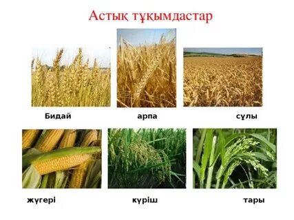 Екі сиқыр және бір киска