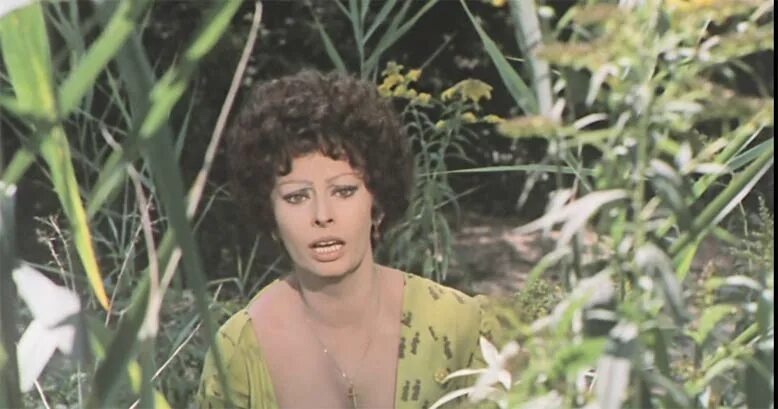 Подсолнухи лорен. Подсолнухи лорен. Подсолнухи подсолнухи»людмила савельева. Подсолнухи 1970. Кинофильм подсолнухи софи лорен.