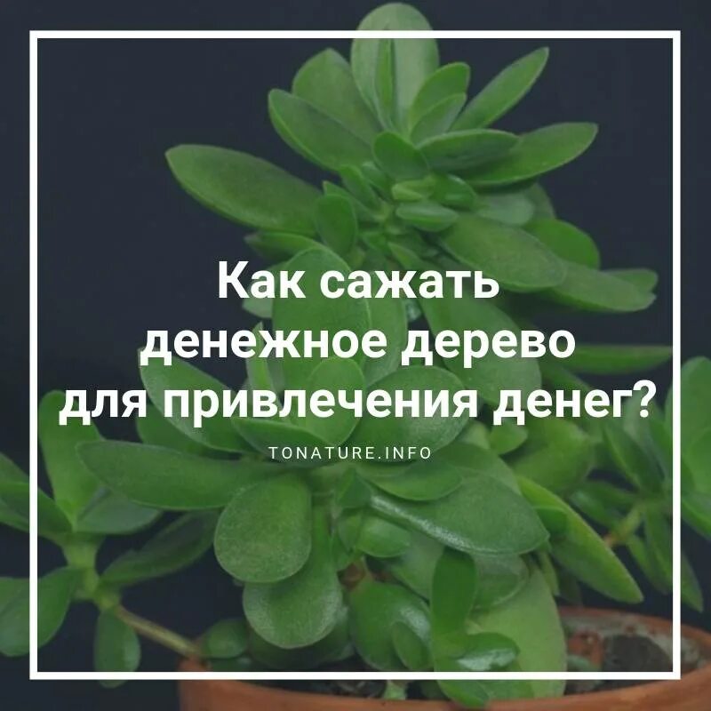 Денежное дерево для привлечения денег. Как вырастить денежное дерево. Шепоток для денежного дерева. Как сажать денежное дерево.