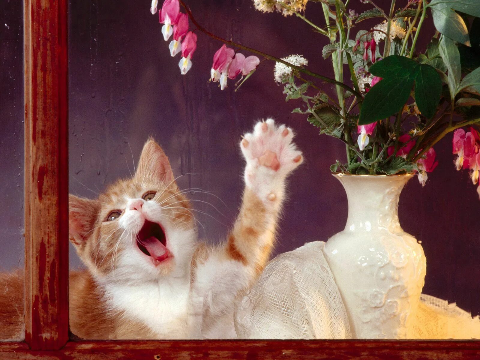Котенок играет привет