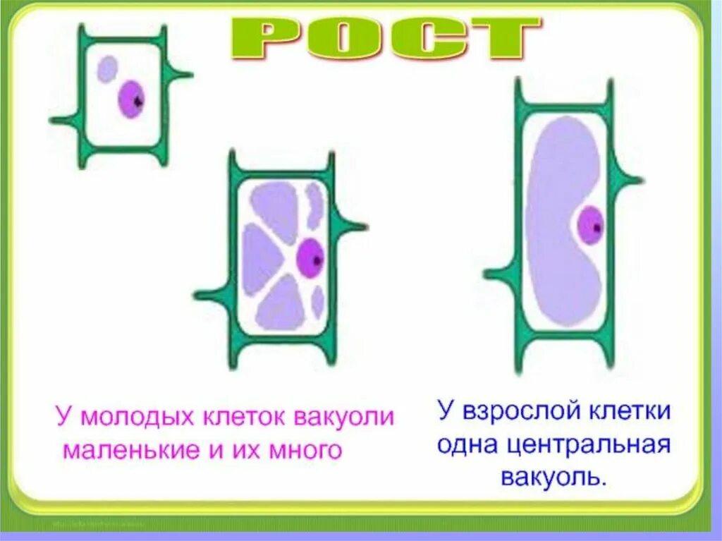 Рост вакуоли клетки. Вакуоль растительной клетки. Рост растительной клетки. Старая клетка растения. Вакуоль деление клеток