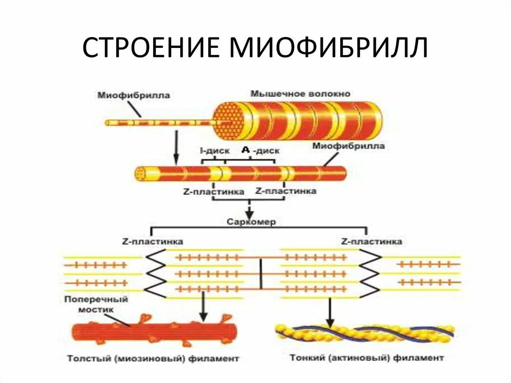 Миофибриллы состоят из. Строение миофибриллы биохимия. Структура мышечного волокна и миофибриллы. Схема саркомера миофибриллы мышечного волокна. Структура миофибриллы саркомер.