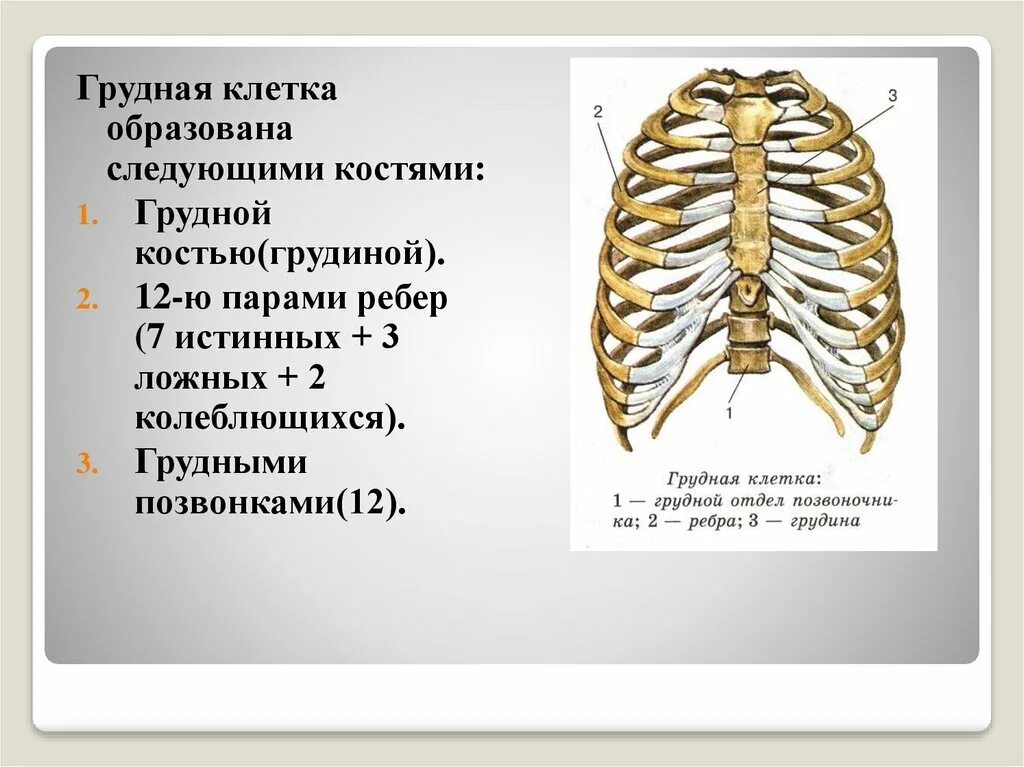 Сколько ребер на 1 стороне. Кости образующие грудную клетку человека. Название костей образующих грудную клетку. Кости образующие скелет грудной клетки. Кости образующиеградную клетку.