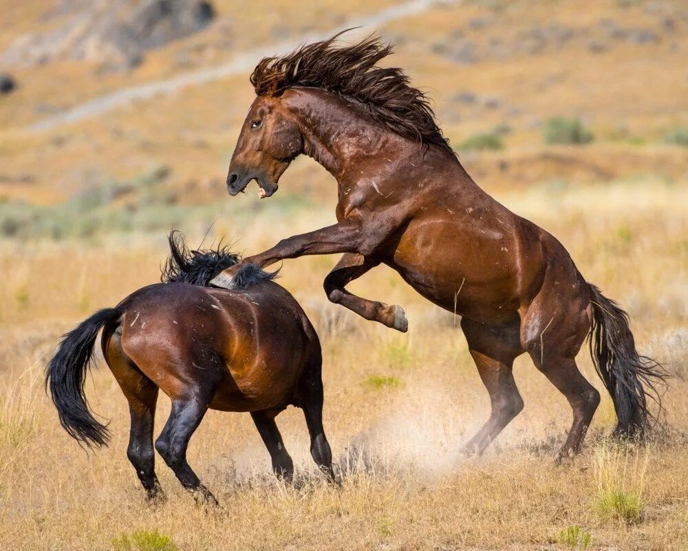 Дикие лошади виды. Дикие лошади Мустанги в дикой природе. Мустанг одичавшая лошадь. Мустанги лошади в дикой природе. Дикий гнедой Мустанг.
