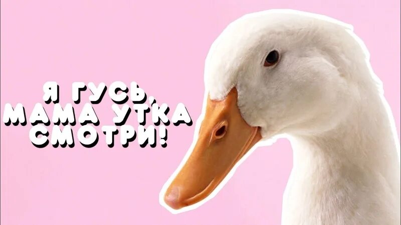 Я гусь мама утка кручусь
