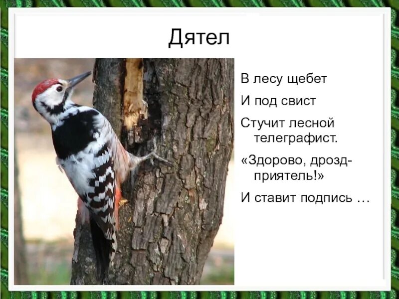 Дятел стучал по стволу. Дрозд и дятел. Дятел стучит. , Дятел.телеграфист. Дятел с подписью.