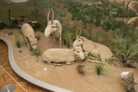 Краеведческий астрахань