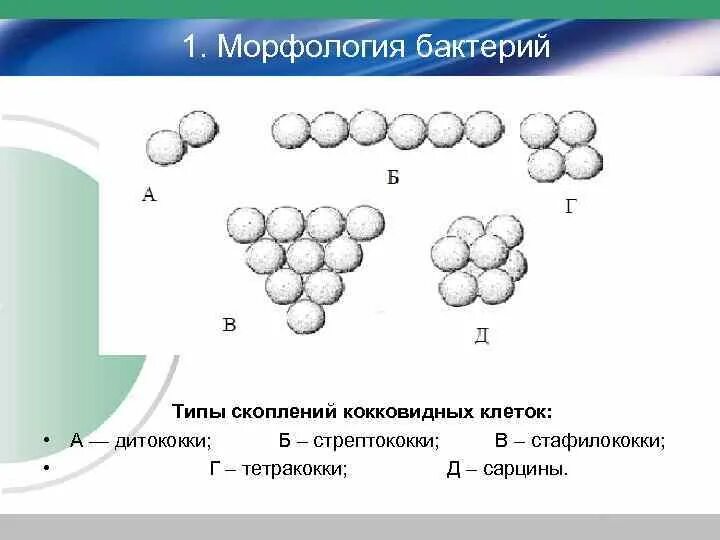 Морфология 2 процента. Тетракокки. Выберите названия типов скопления коковидных бактерий в колонии:.