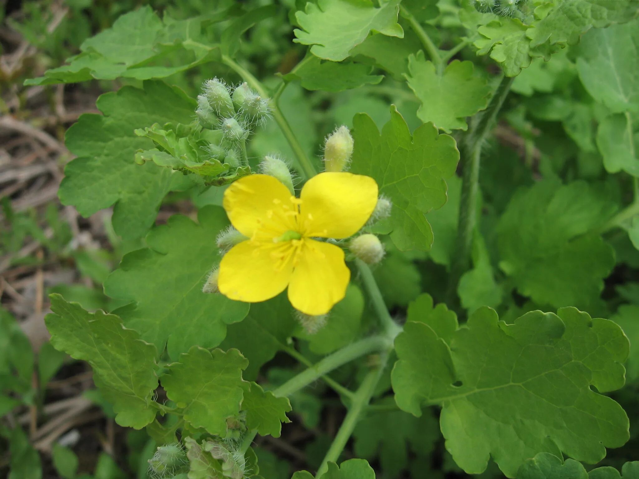 Чистотел растение. Chelidonium majus. Чистотел Лесной. Чистотел цветение. Ем чистотел