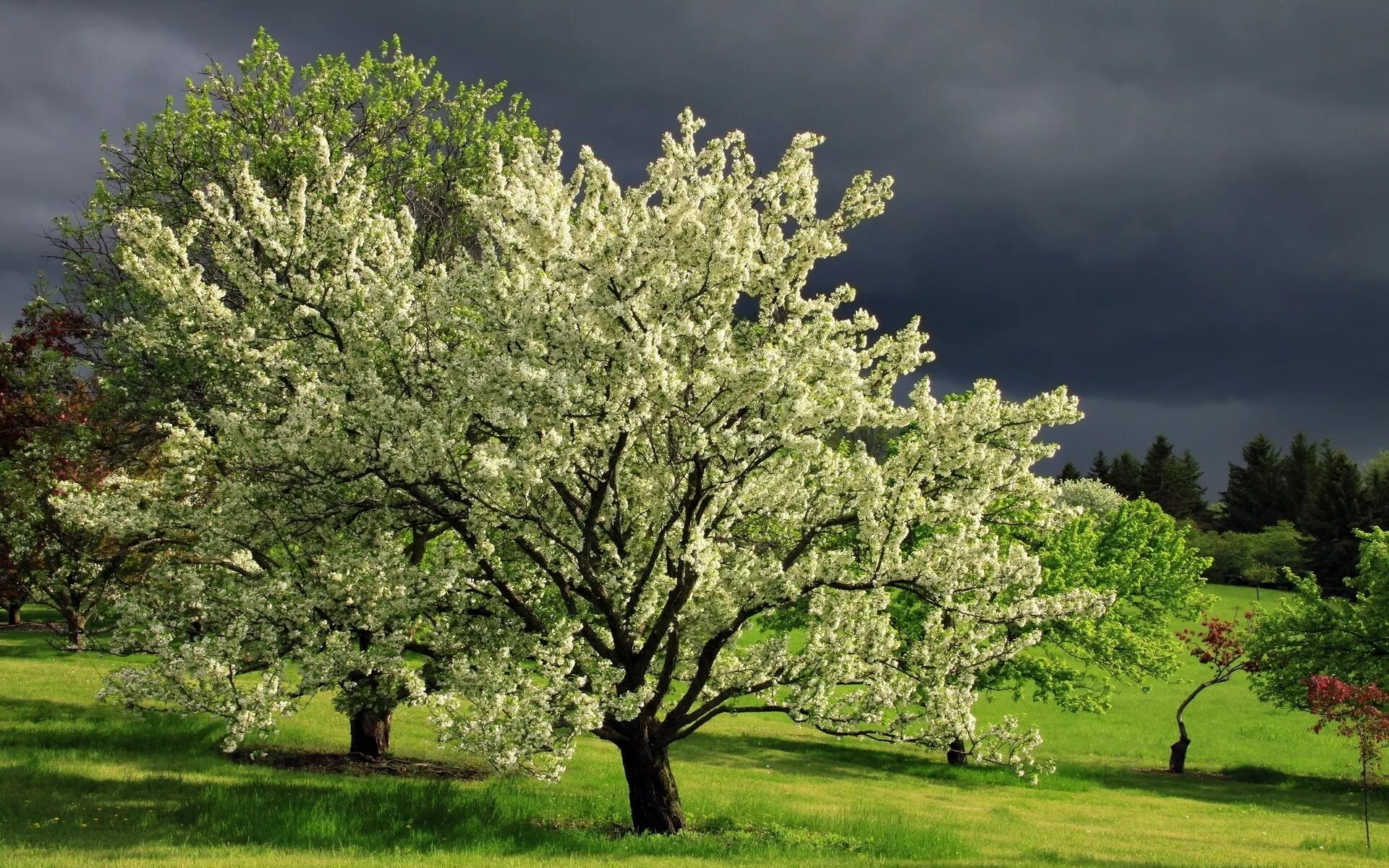 Красивое весеннее дерево. Яблоня Зибольда. Весеннее цветение плодовых деревьев. Весеннее дерево. Цветущее дерево.