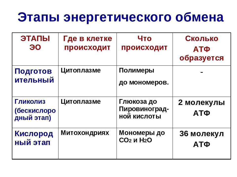 Анаэробный этап обмена происходит в