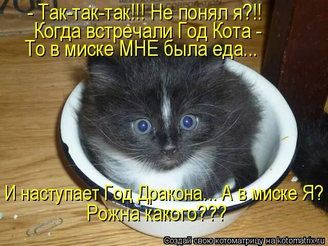 Котоматрица миска. Кот и дно в миске. У миски видно дно. Кот видно дно.