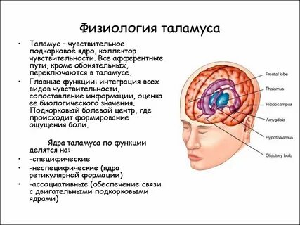 Зрительный бугор
