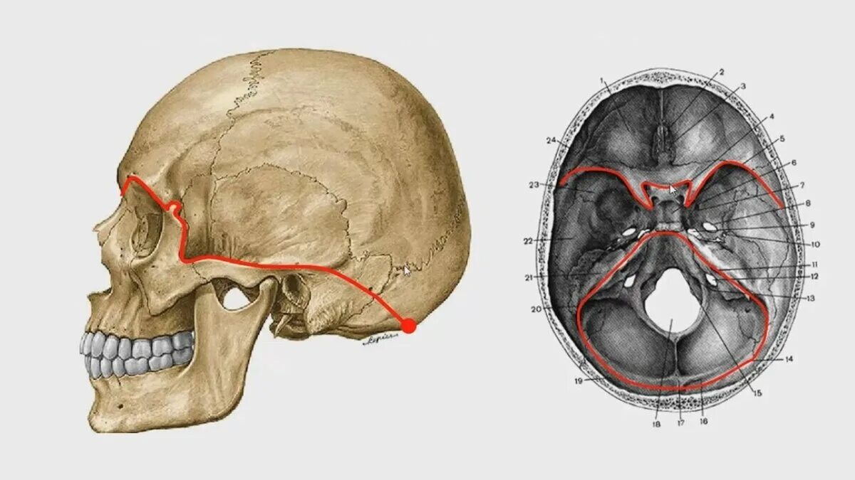 Основание черепа сбоку. Основание черепа сбоку анатомия. Свод и основание черепа анатомия. Основание черепа Черепные ямки. Линия свода