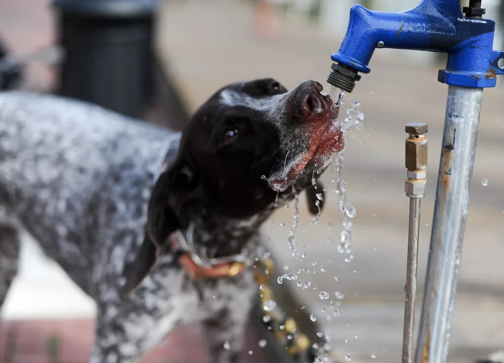 Животное пьет воду. Собака пьет. Собака пьет воду. Собака пьет водичку. Щенок много пьет