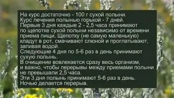 Как пить сухую полынь. Полынь лекарственное растение. Заварка полыни. Полынь горькая порошок. Как пить сухую полынь.