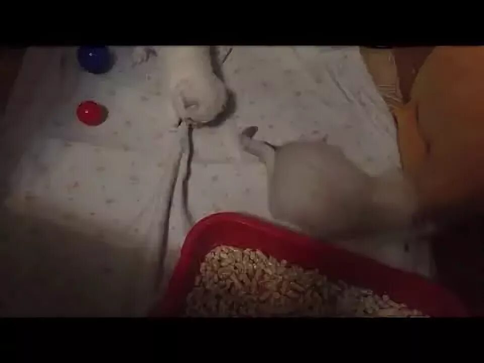 Взяли котенка в 1 месяц