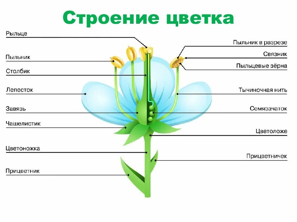 Строение цветка покрытосеменных. Строение цветка покрытосеменных растений. Строение цветковых покрытосеменных растений. Покрытосеменные растения схема строения.