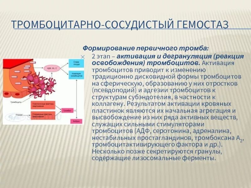 Гранулы тромбоцитов содержат. Тромбоцитарно сосудистый гемостаз. Реакция освобождения тромбоцитов. Сосудисто-тромбоцитарный гемостаз этапы. Фазы сосудисто-тромбоцитарного гемостаза.