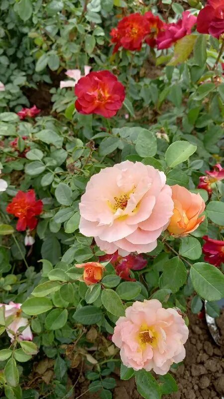 питомник роз успех каталог