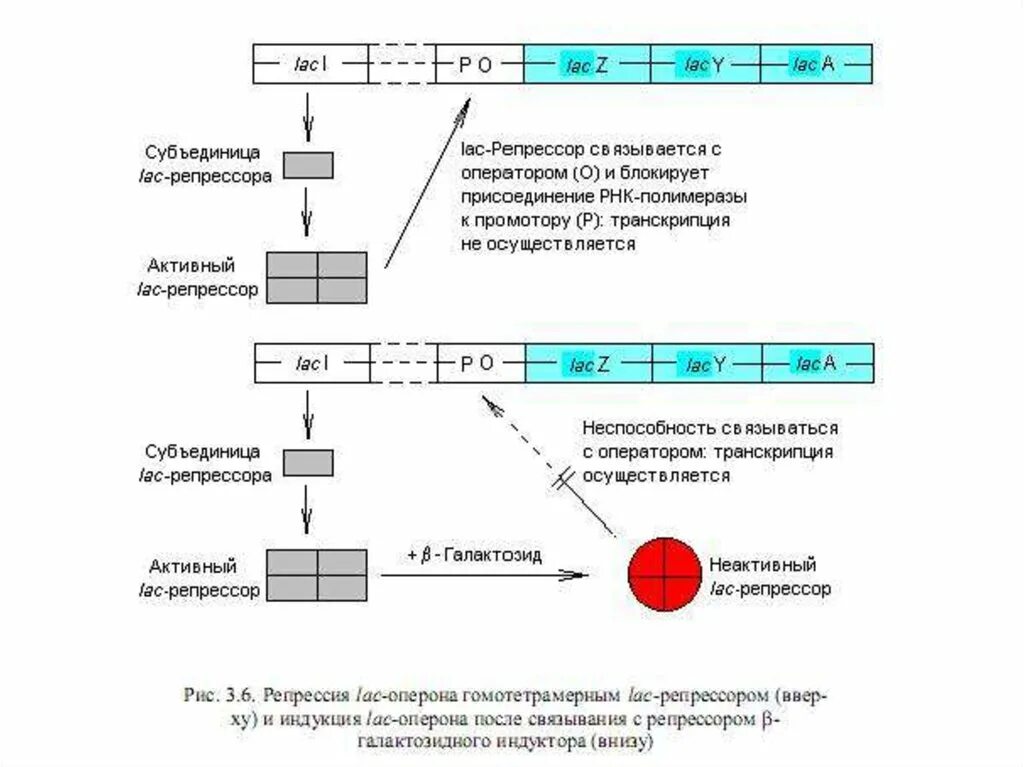 Регуляция оперона по типу индукции. Регуляция экспрессии оперона по типу репрессии и индукции.. Регуляция транскрипции по типу индукции и репрессии. Типы регуляции оперона.