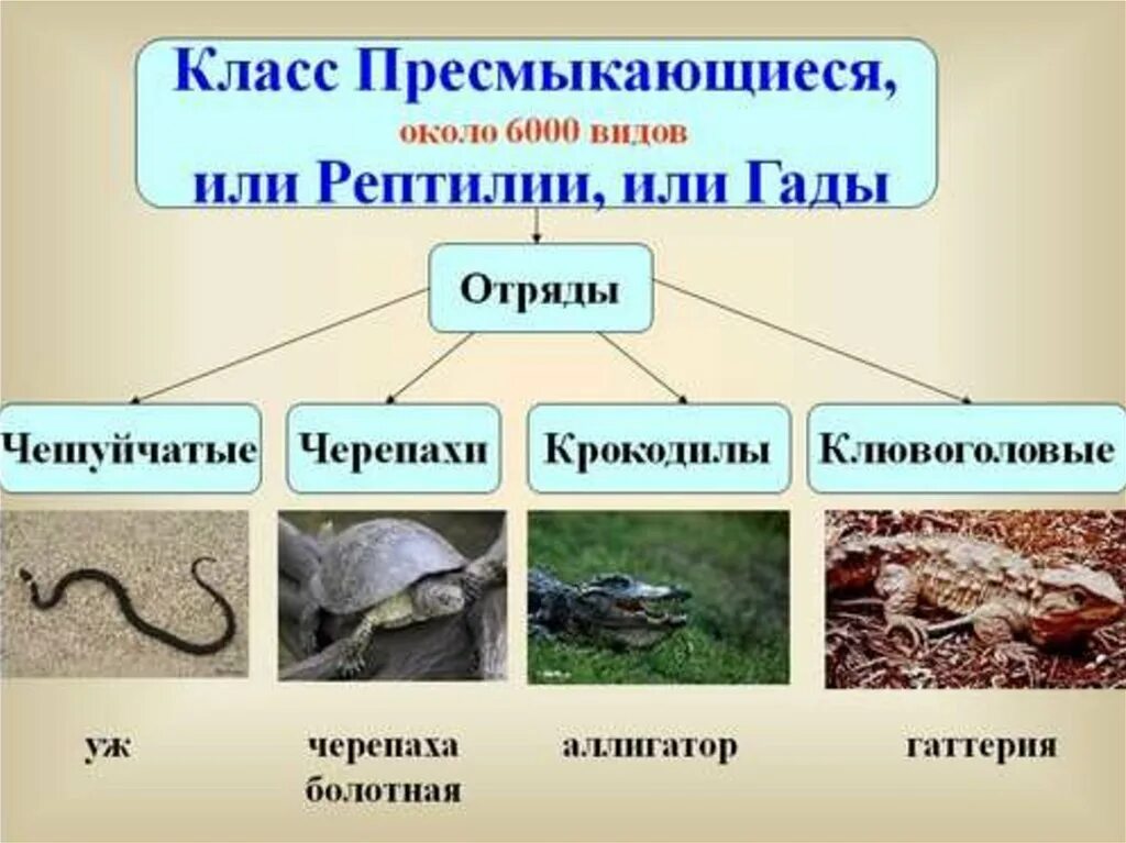 Класс рептилии отряды. Классификация пресмыкающихся. Класс пресмыкающиеся или рептилии. Класс пресмыкающиеся представители. Класс пресмыкающиеся 7 класс.