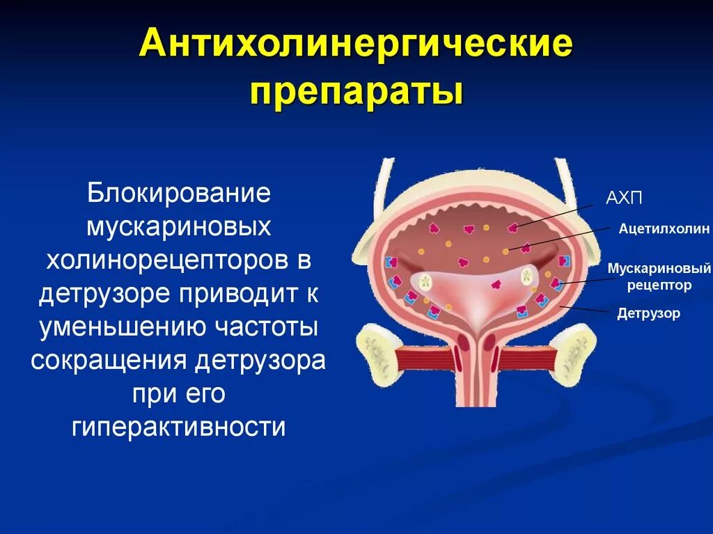 Детрузор мочевого пузыря это. Гиперреактивный мочевой пузырь. Антихолинергические препараты. Детрузор мочевого пузыря. Детрузорная гиперактивность мочевого пузыря.