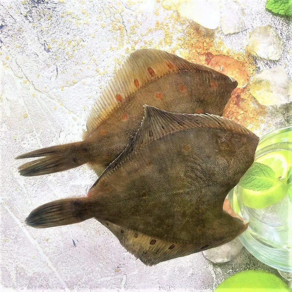 Камбала желтобрюхая свежемороженая. Камбала калкан черноморская. Камбала без масла. Рыба камбала. Камбала без масла.