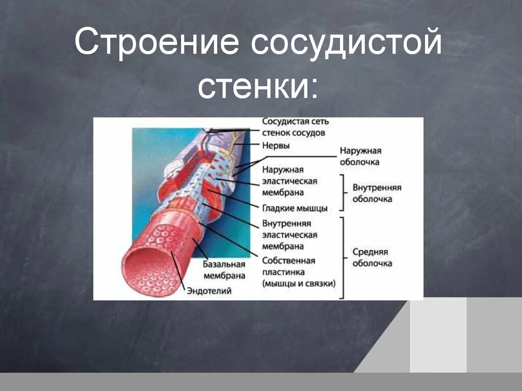 Изменение сосудистой стенки. Строение сосудистой стенки артерий. Строение сосудистой стенк. Слои сосудистой стенки. Мышечный слой сосудистой стенки.