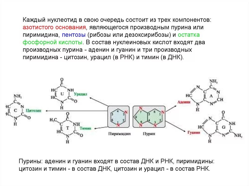 Нуклеотиды и нуклеиновые кислоты. Строение нуклеотидов ДНК таблица. Нуклеиновые кислоты строение нуклеотида. Строение нуклеотида таблица. Нуклеотид вируса