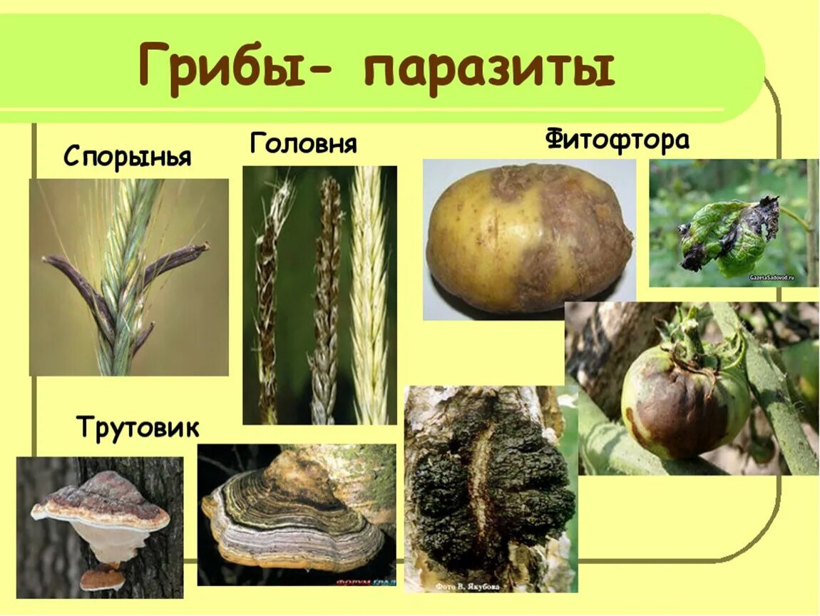 Группы грибов паразитов. Грибы паразиты Головня спорынья трутовики. Грибы паразиты представители. Головня спорынья трутовик. Паразиты растения Головня спорынья.