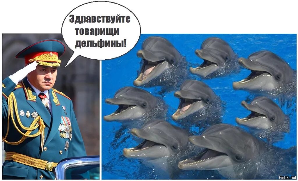 Дельфины террористы. Военные дельфины. Боевой Дельфин. Боевые дельфины России. Дельфины в армии.