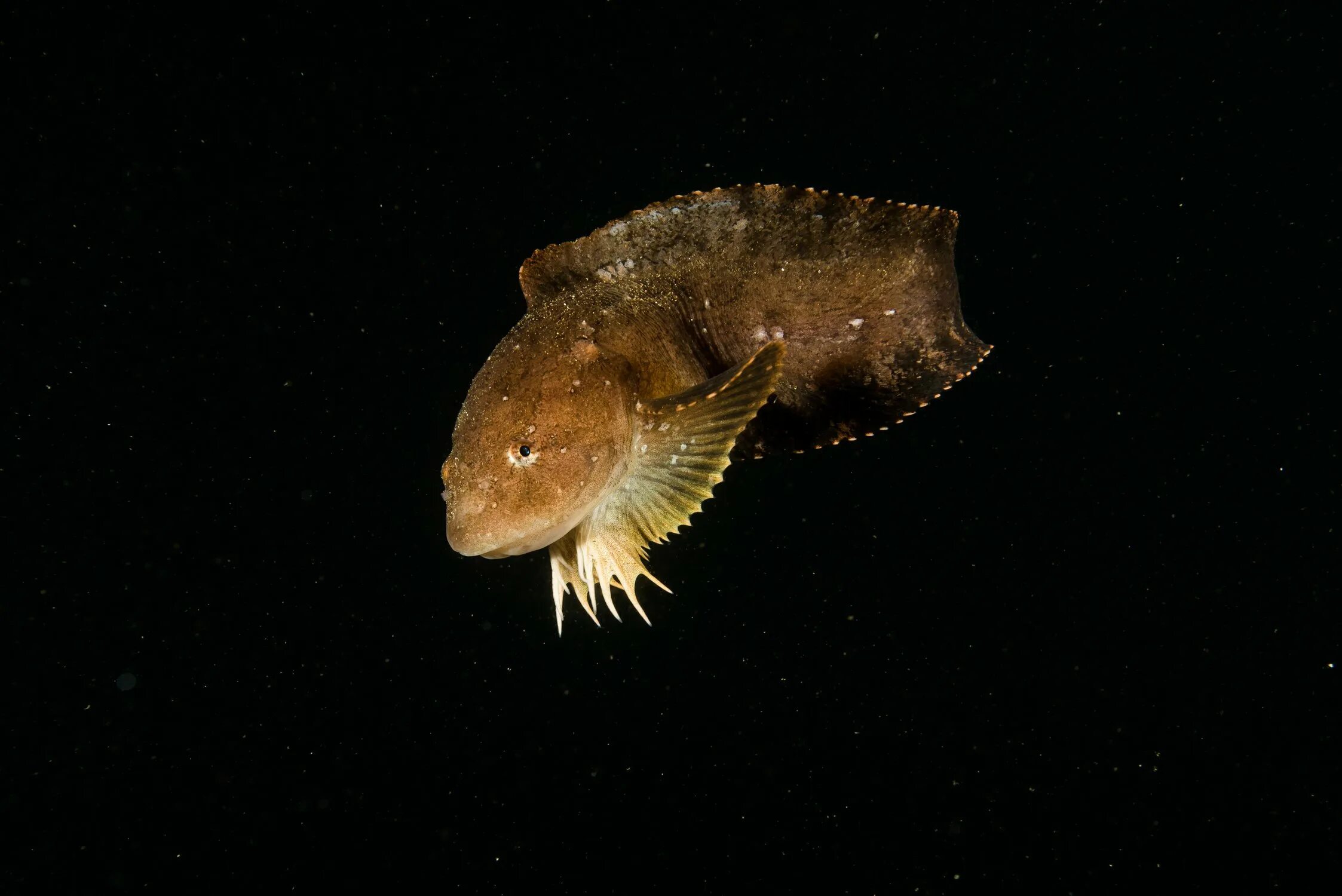 Файл:Typhlogobius californiensis (1).jpg - Википедия