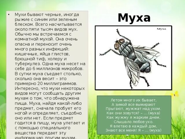 Характер мухи. Описание мухи. Доклад про мух. Сообщение про муху. Сообщение о мухе.