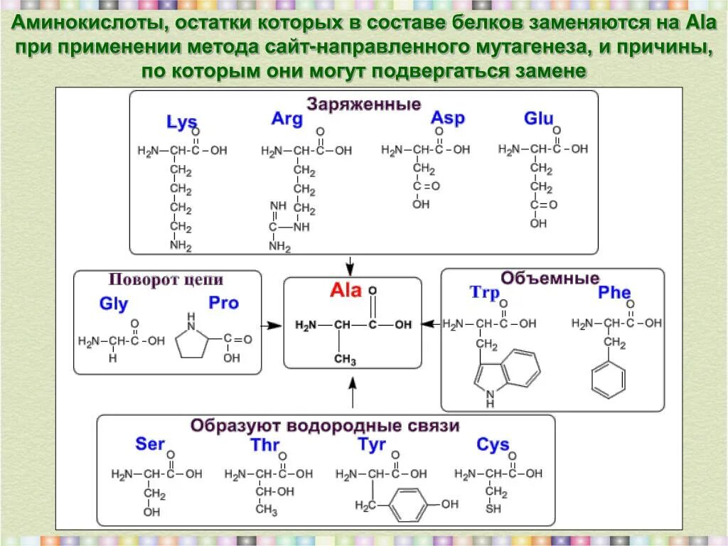 Количество белковых аминокислот. Аминокислотный. Аминокислотный остаток. Остатки аминокислот. Аминокислотных остатков.