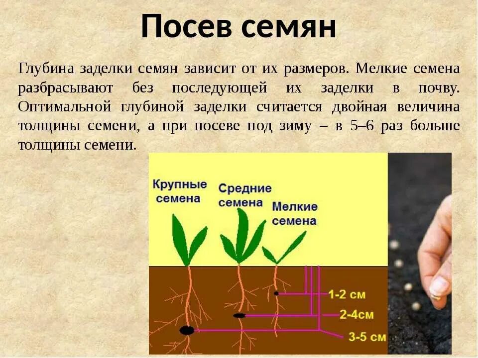 Практическая работа определение всхожести семян культурных растений. Глубина заделки семян Томато. Сроки заделки семян. Глубина посева семян. Подготовка почвы для посева семян.