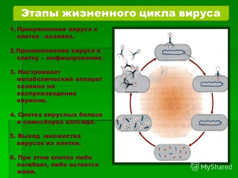 типирование вирусов. действия при обнаружении вируса. вирусные последовательности. вирусные последовательности. стадии репродукции вирусов микробиология.