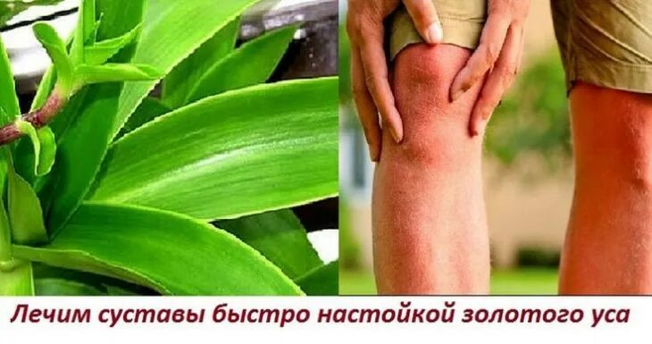 золотой ус с сабельником бальзам д/тела 125 мл. суставы ус. золотой ус лекарственное растение. артралгия тазобедренного сустава. золотой ус крем с саьель.