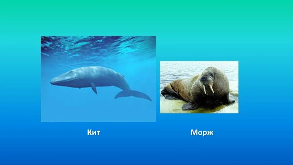 Морж кит