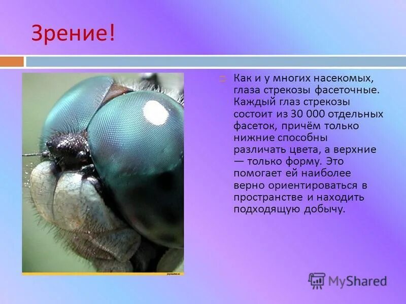 для каких животных характерны фасеточные глаза. схема строения фасеточного глаза насекомого. для каких животных характерны фасеточные глаза. фасеточное зрение у насекомых. сложные фасеточные глаза характерны для.