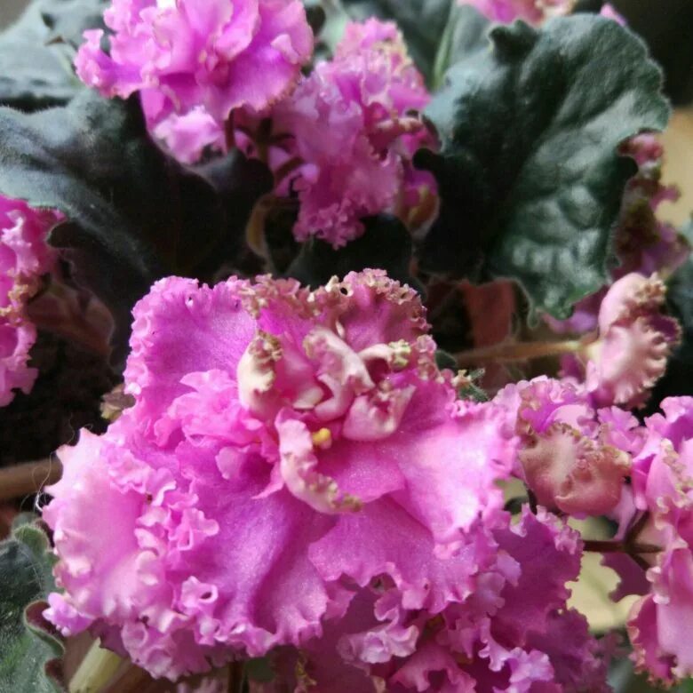 сорт фиалки ле шанталь. ле буланже фиалка. фиалка фуксиевое кружево. вологодская кружевная фиалка. фиалка ле фуксиевое кружево.