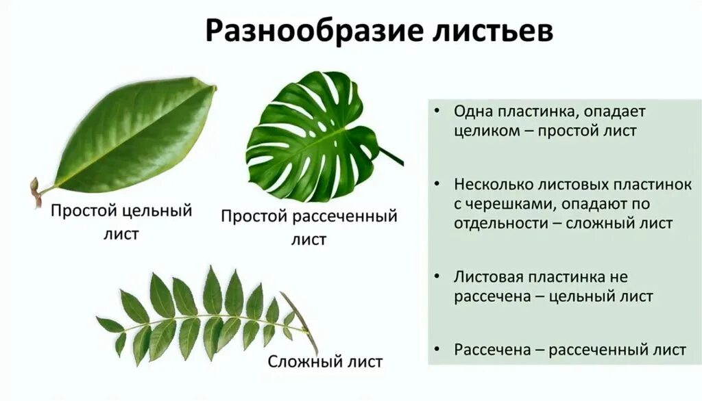 Биология 6 класс функция листьев. Строение листа монстеры. Лист строение и функции. Внешнее строение листа. Простые и сложные листья.