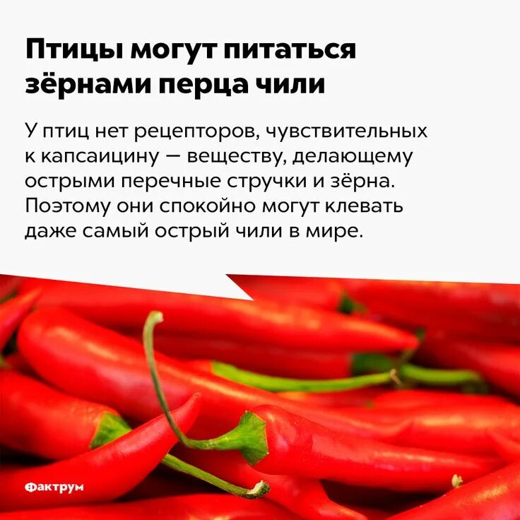 Красный перец польза и вред для организма. Рассказ о перце. Интересные факты о перце. Интересные факты о перце Чили. Факт о перцах.