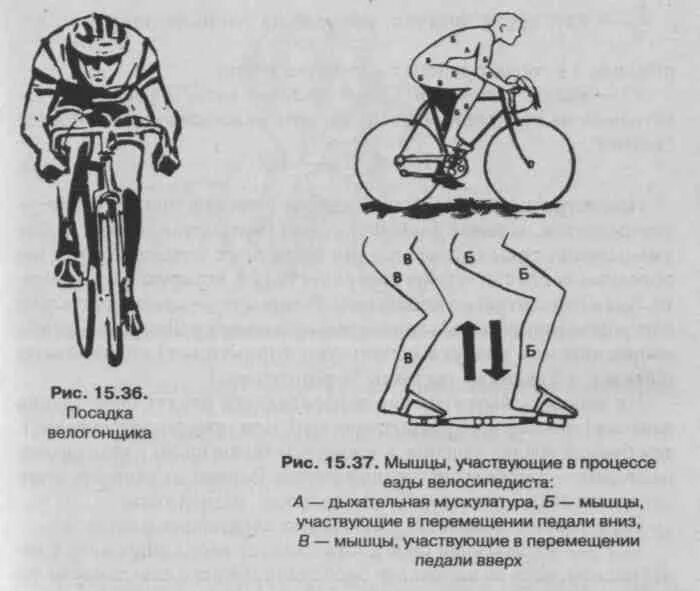 Катание на велосипеде какие мышцы. Правильная посадка на велосипеде. Езда на велосипеде мышцы. Какие мышцы работают при езде на велосипеде. Мышцы задействованные при велосипеде.