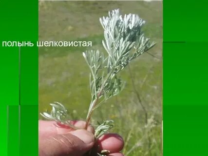 Полынь читать